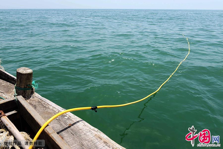 这条氧气管为海参捕捞师提供生命保障。