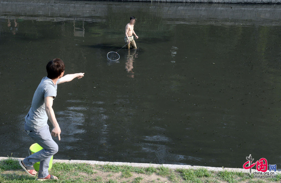 上游放水下游捉魚 公園水中魚不能食用[組圖]