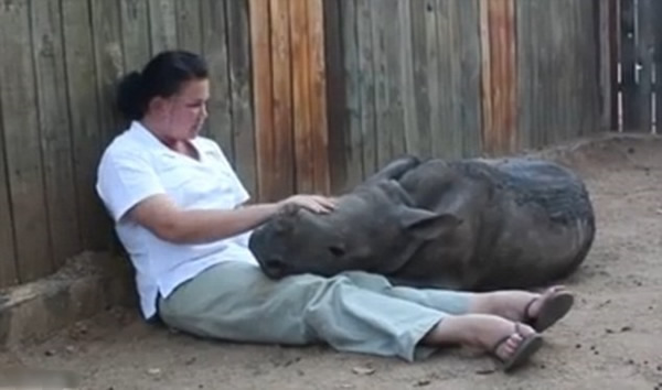 南非小犀牛目睹母親被獵人殘殺奪取犀牛角的情景不肯獨睡