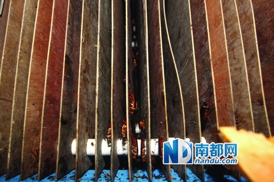 新会女子养10万只“小强” 民间偏方可入药[组图]