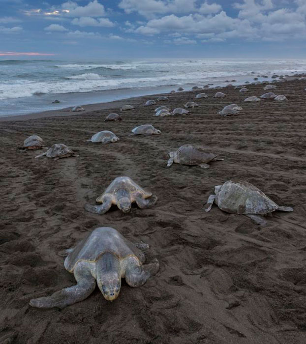 哥斯大黎加數千麗龜爬上海岸集體産卵[組圖]