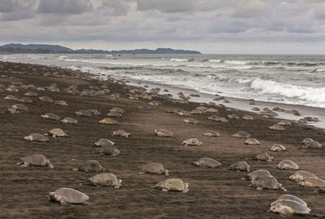 哥斯大黎加數千麗龜爬上海岸集體産卵[組圖]