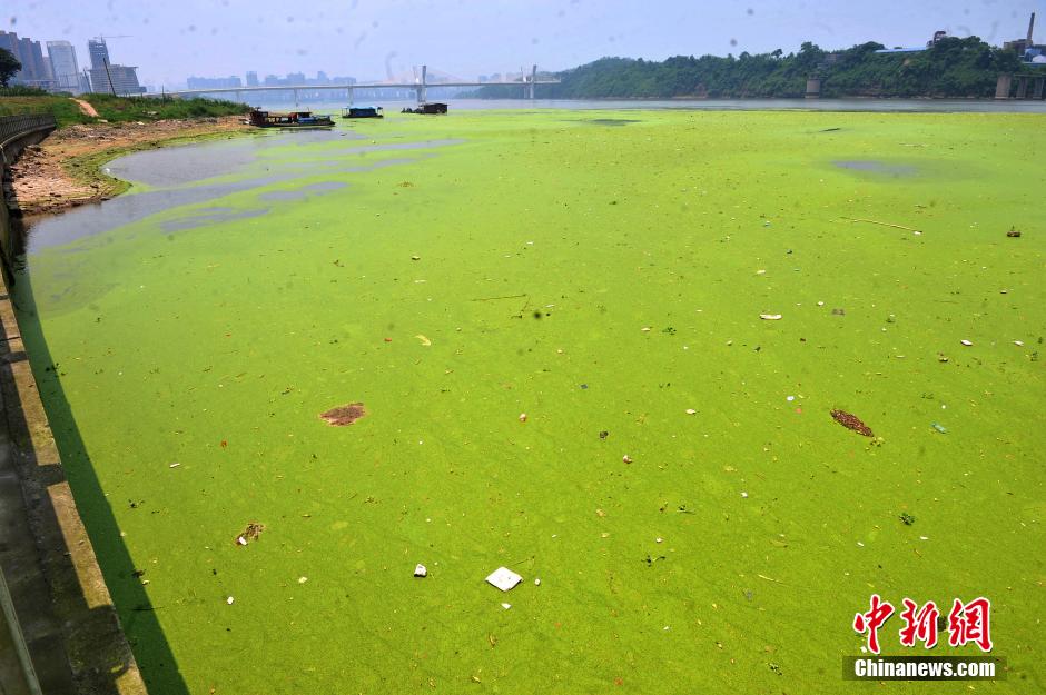 重慶嘉陵江合川段青浮萍蔓延 河水變“綠豆湯”