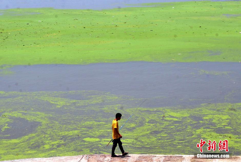重慶嘉陵江合川段青浮萍蔓延 河水變“綠豆湯”