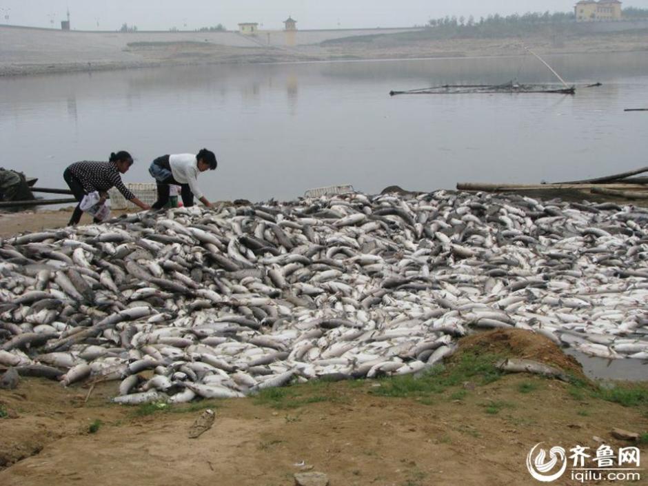 山東一水庫10萬斤魚缺氧死亡