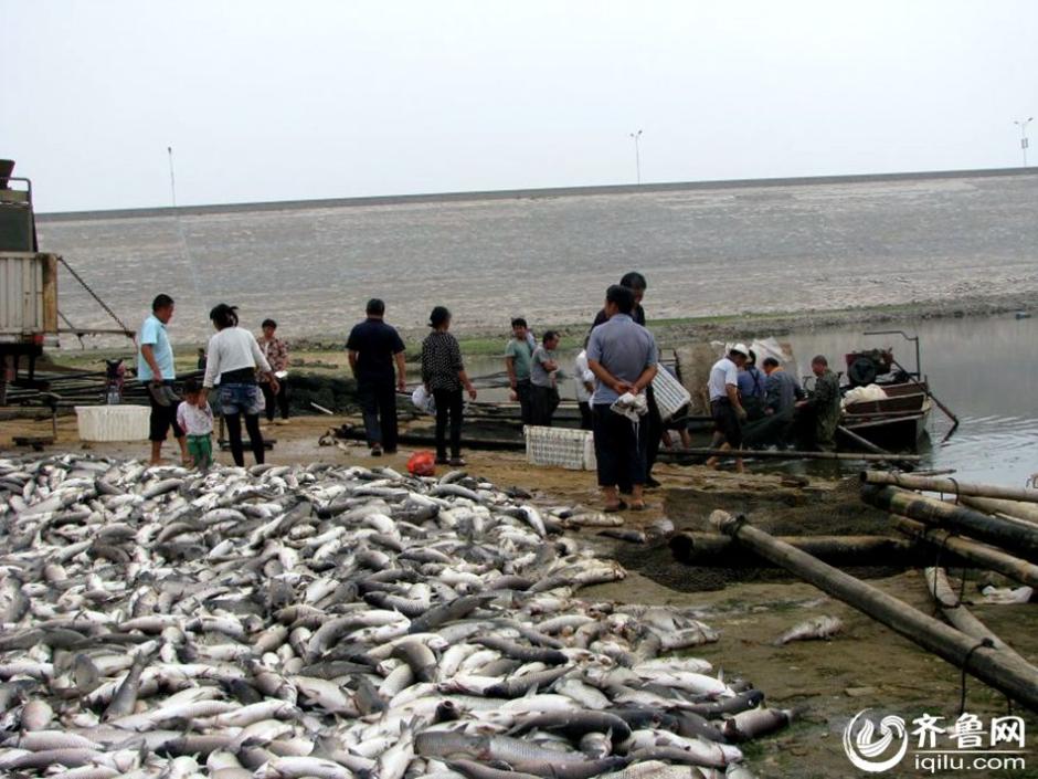 山東一水庫10萬斤魚缺氧死亡