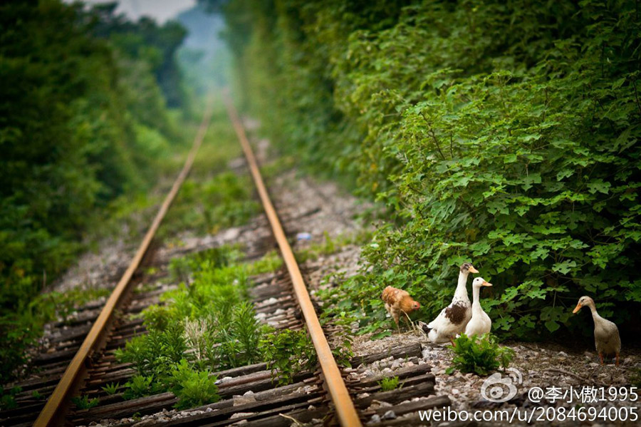 南京現最“清新”鐵路 引網友稱讚