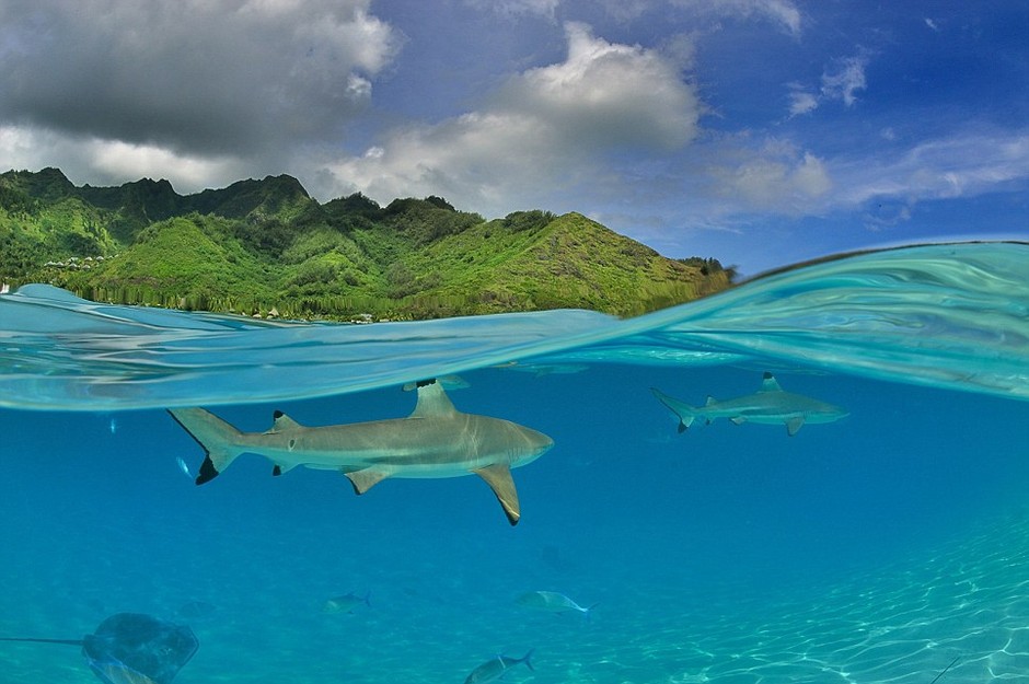 圖為法屬波利尼西亞海岸，鯊魚暢遊在碧海藍天之中