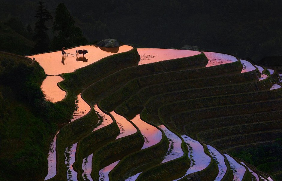 夕阳下的中国广西龙脊梯田，流动的线条、变幻的神韵，田畴间尽是霞光云影