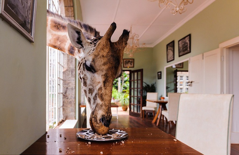 位于肯尼亚首都内罗毕的长颈鹿庄园中，长颈鹿和人类和谐地生活在一起，这些“馋嘴猫”可是会趁你不注意的时候偷吃食物。