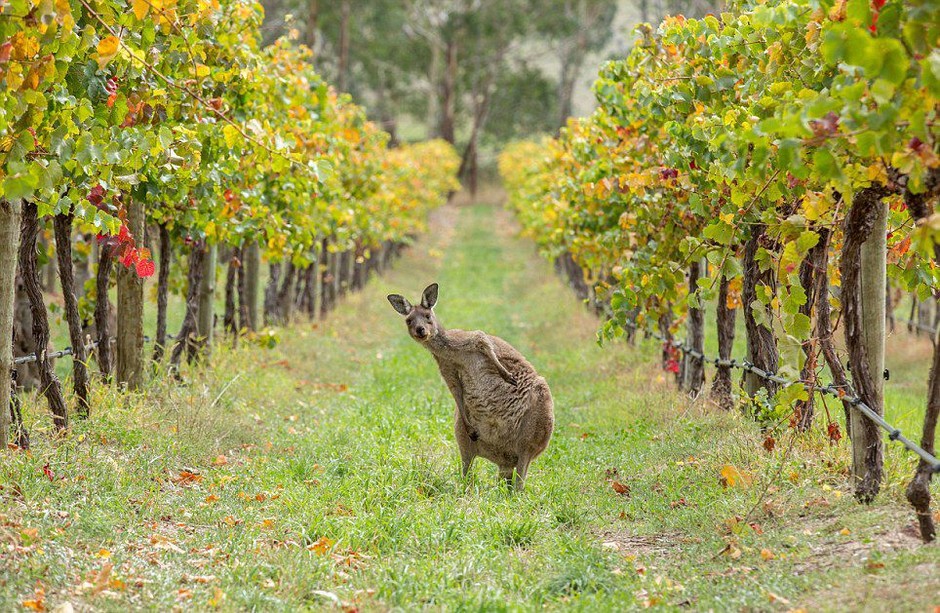 南澳最大且歷史最為悠久的葡萄酒産區阿德萊德山，灰色袋鼠經常光顧這個總是涼風習習的勝地。圖中小袋鼠好奇地望向鏡頭，看來也是陶醉於這清爽細膩，馥鬱柔和的葡萄酒中了。