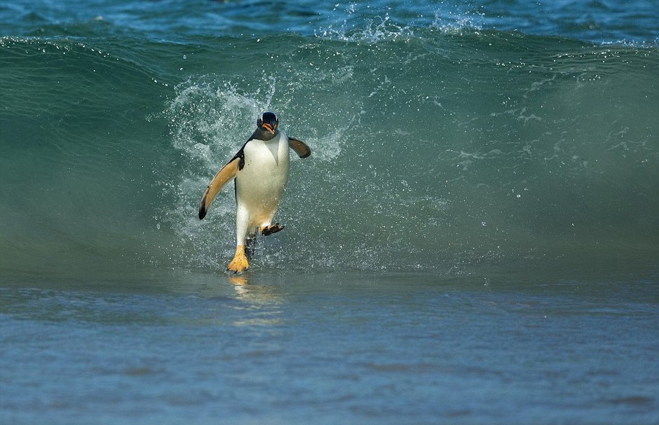 福克兰群岛上的一只巴布亚企鹅在水面上健步如飞，其实大大的肚子里塞满磷虾，急着回家给嗷嗷待哺的小企鹅们