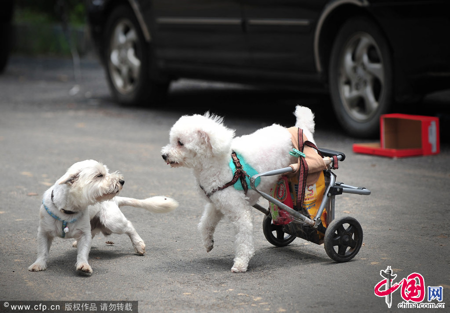 2014年06月17日，福建省福州市，坐著殘疾椅的“番茄”和小夥伴在一起玩耍。 圖片來源：cfp