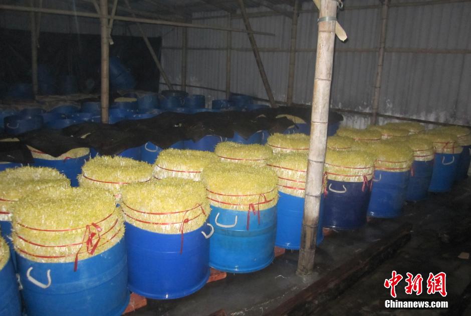 廣州警方繳獲20噸“毒豆芽” 搗毀四個犯罪窩點