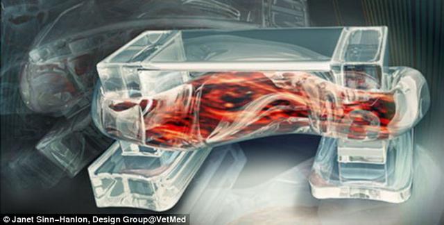 科学家用条状骨骼肌研制“生物机器人”