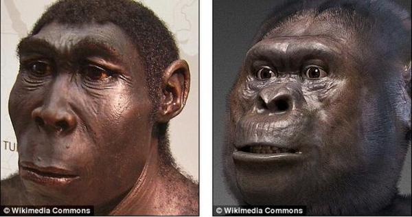 人类特征进化始于400万年前南猿祖先物种