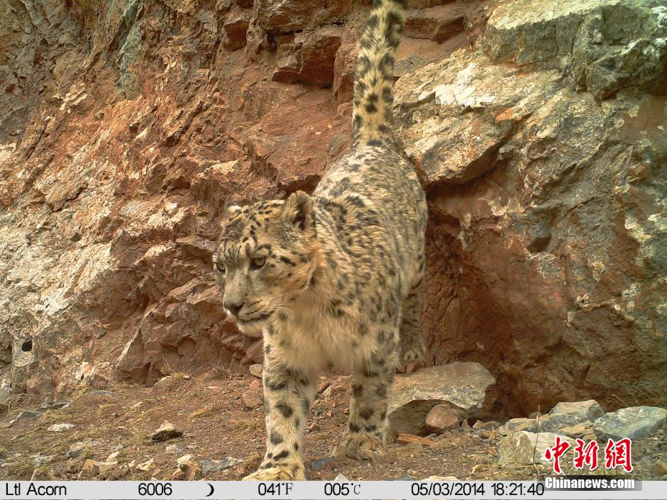 科研團隊在瀾滄江源區拍攝到雪豹38次
