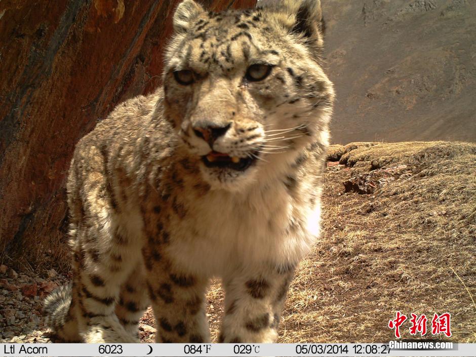 科研團隊在瀾滄江源區拍攝到雪豹38次