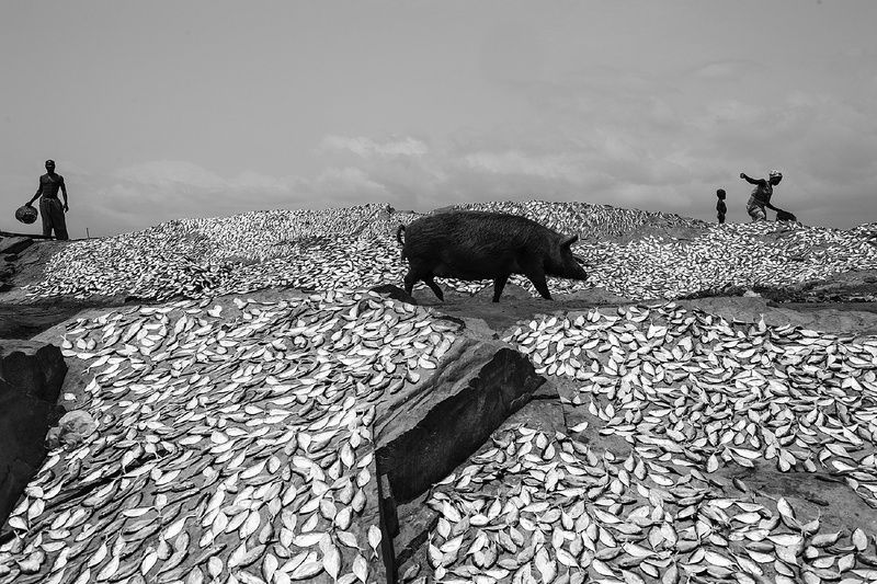波兰摄影师Tomasz Tomaszewski来到位于非洲加纳临洋海湾的小镇埃尔米纳，并用镜头记录下这个小渔村中朴实的渔民和他们赖以生存的渔业。