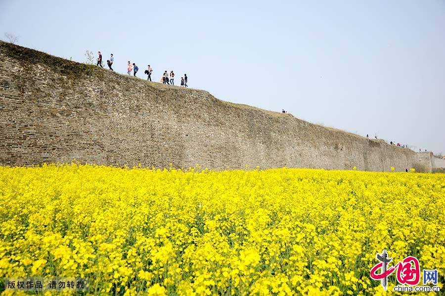 2013年4月4日，油菜花绽放的季节，游客走在凤阳中都皇城墙上。