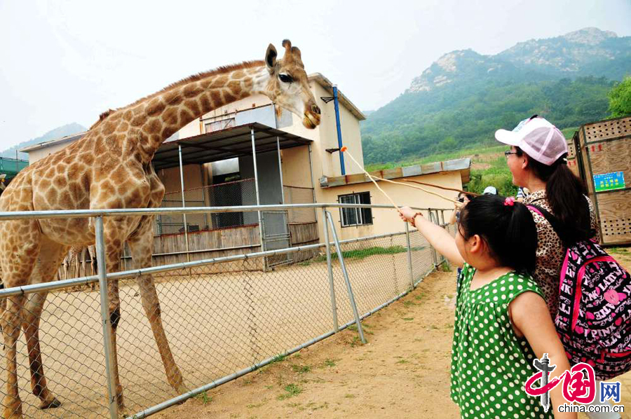 2014年7月13日，山东青岛森林野生动物世界，小游客在喂食长颈鹿。 中国网图片库 俞方平摄影