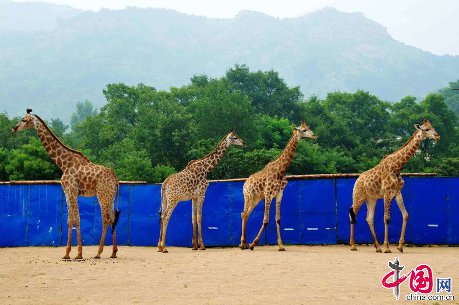 2014年7月13日，山東青島森林野生動物世界，從非洲引進一週年的長頸鹿。 中國網圖片庫俞方平攝影