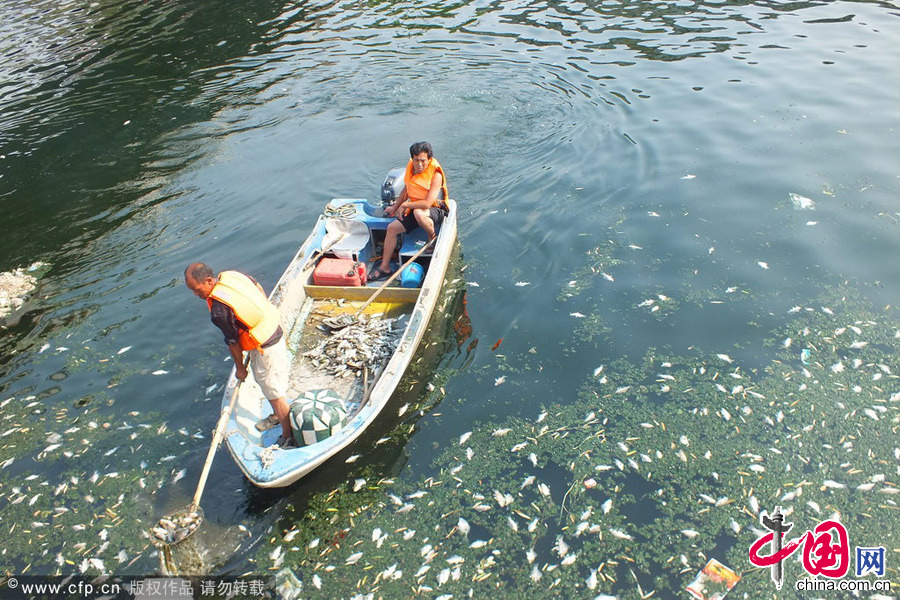 2014年7月15日，北京，工作人员正尽力将死鱼打捞上来。图片来源：CFP