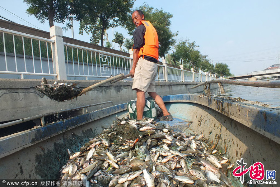 2014年7月15日，北京，工作人員正盡力將死魚打撈上來。圖片來源：CFP