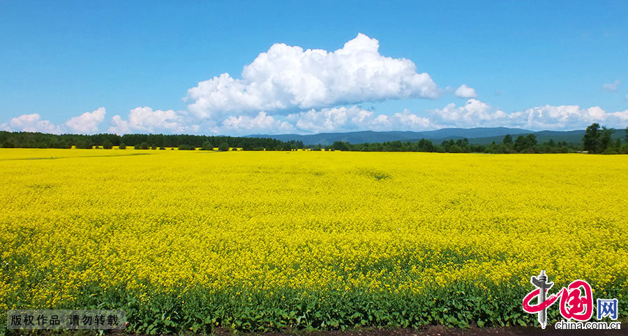 明黄的油菜花翻卷起金色的浪花，与蓝天白云遥相呼应。