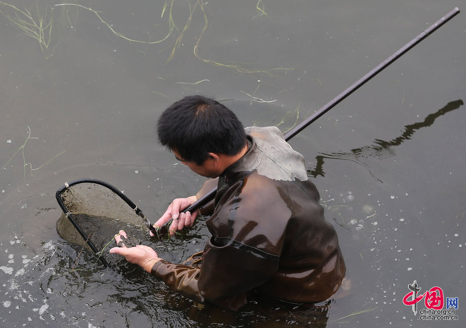 【圖片故事】北京河水裏的撈蟲人