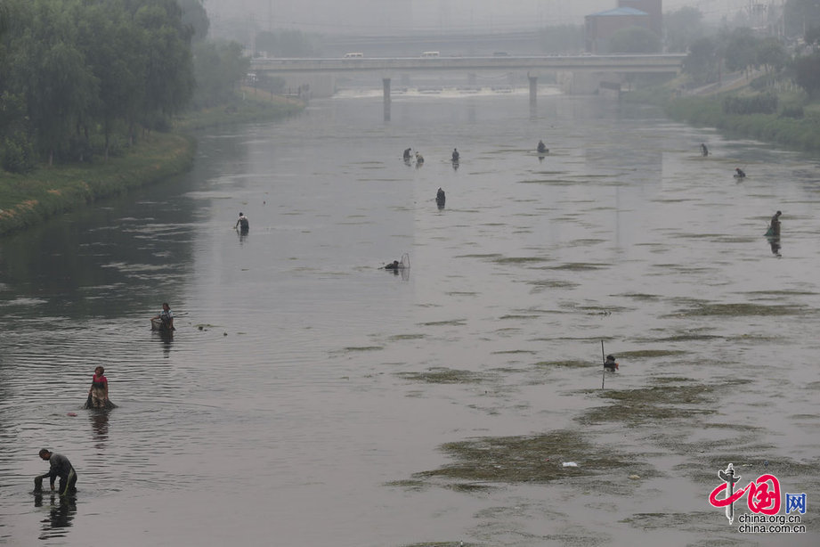 【图片故事】北京河水里的捞虫人
