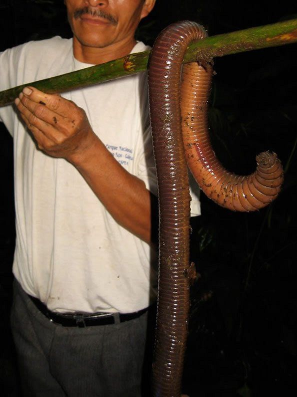 厄瓜多尔怪物级巨型蚯蚓壮如蛇长15米重一斤组图