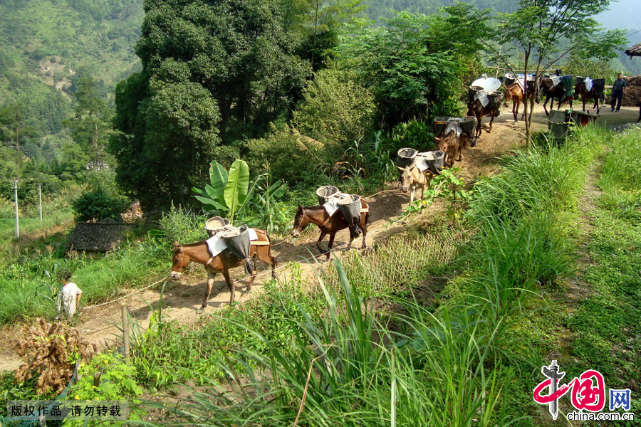 江西省遂川縣戴家埔鄉一支馬幫在運輸物資的途中。