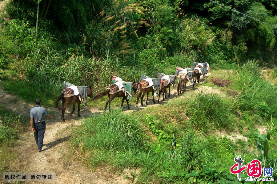 江西省遂川縣戴家埔鄉一支馬幫在運輸物資的途中。