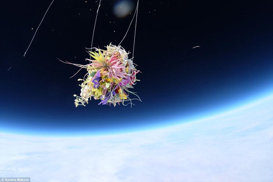 据《每日邮报》7月22日报道，日本艺术家Azuma Makato用氦气球欲将盆栽和插花送上太空，并在气球爆裂之前，用一同上天的照相机拍下那一瞬间美丽的画面。