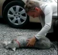 美国:狗狗与主人两年后重逢 高兴过度昏倒 美国:狗狗与主人两年后重逢 高兴过度昏倒