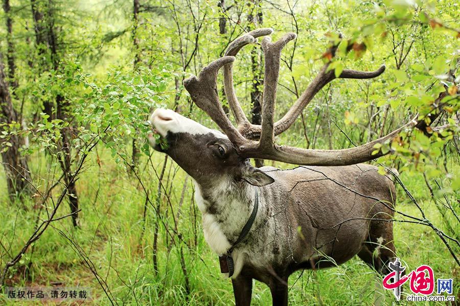 驯鹿，鄂温克语称“奥伦”，俗称“四不像”，也叫“角鹿”，是珍稀动物。
