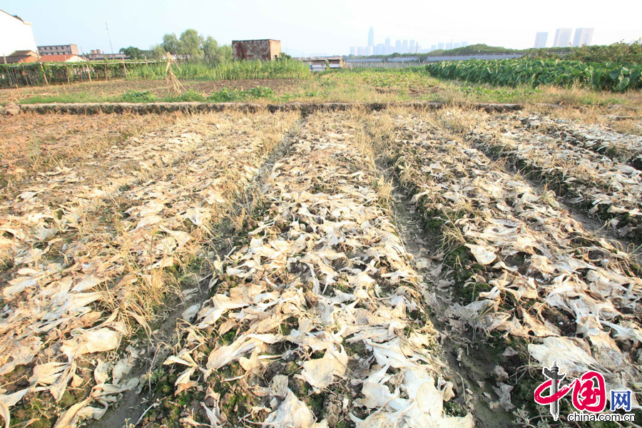 2014年8月3日下午拍攝的浙江紹興市區蔬菜批發市場旁邊，由於持續高溫引起的旱情照片。 中國網圖片庫李瑞昌攝影