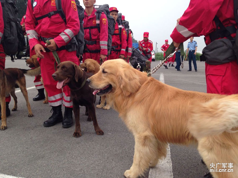 中国国家救援队飞赴云南鲁甸灾区 携带8条搜救犬
