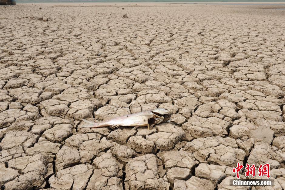 陕西创50年温度最高年份 部分水库干涸见底