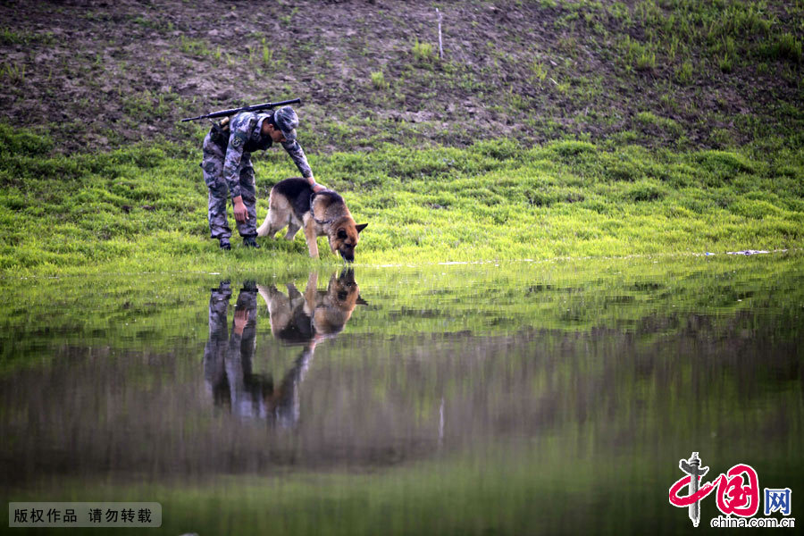 軍犬奇兵