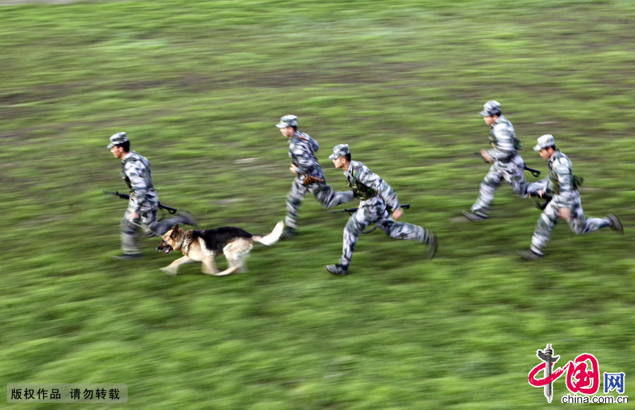 軍犬奇兵