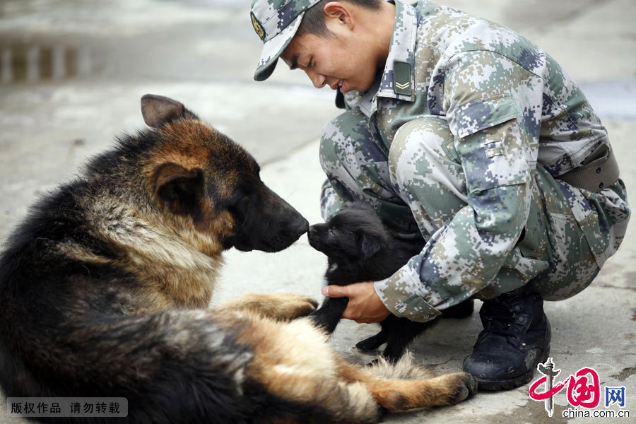 军犬奇兵