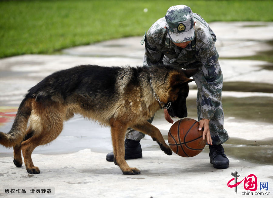 軍犬奇兵