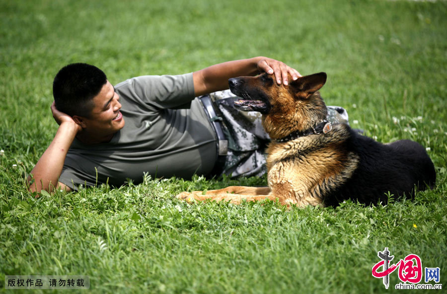 軍犬奇兵