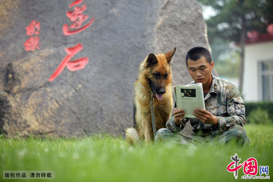 軍犬奇兵