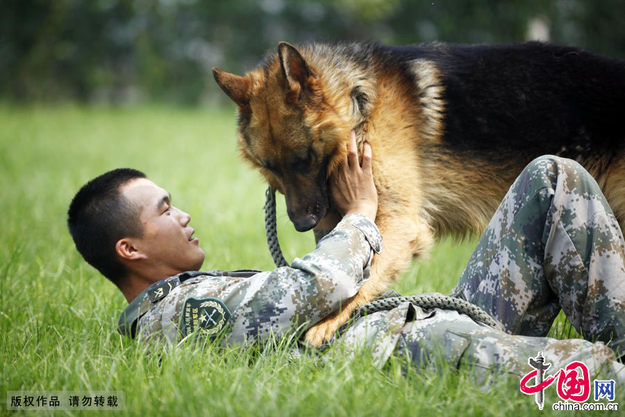 軍犬奇兵