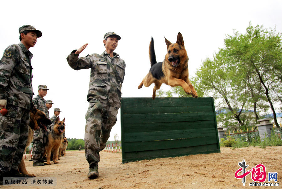 軍犬奇兵