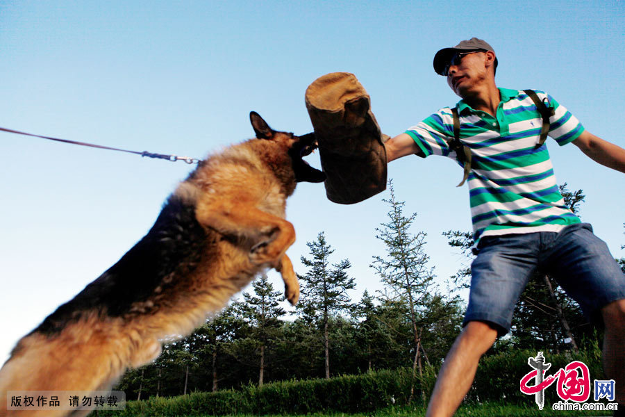 軍犬奇兵