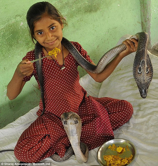 印度11岁女孩与眼镜王蛇同食同寝[组图]